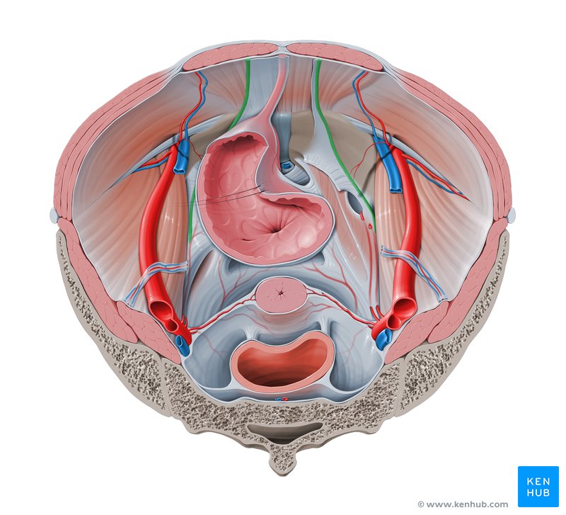 Medial umbilical ligament (Ligamentum umbilicalis medialis)