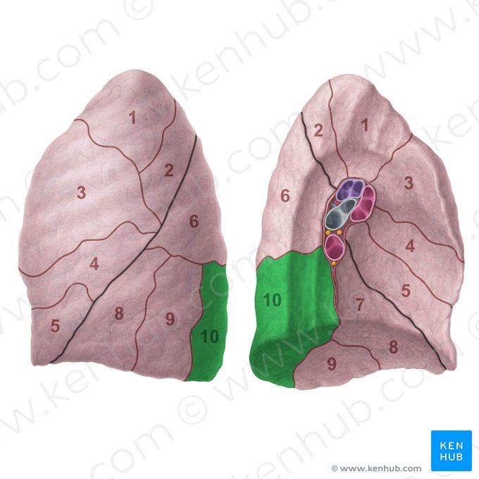 Segmentum basale posterius pulmonis sinistri (Hinteres basales Segment der linken Lunge); Bild: Paul Kim