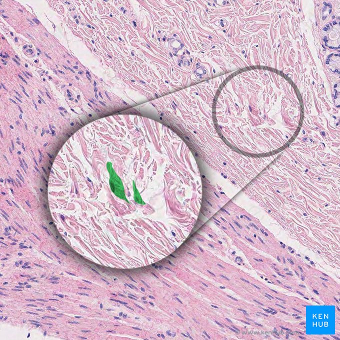 Plexo submucoso (de Meissner) (Plexus nervosus submucosus); Imagem: 