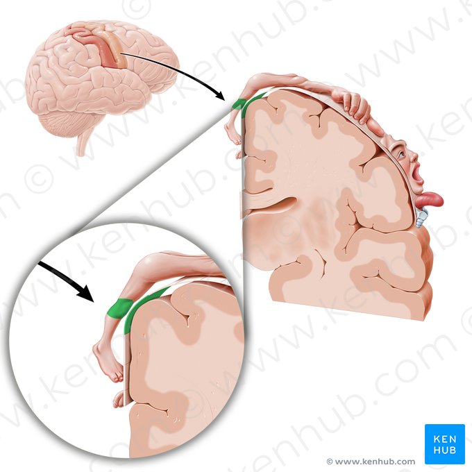 Corteza motora de la rodilla (Cortex motorius regionis genus); Imagen: Paul Kim