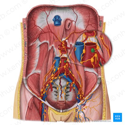 Inferior mesenteric lymph nodes (Nodi lymphoidei mesenterici inferiores); Image: Irina Münstermann