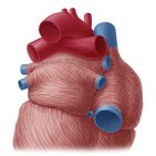 Pulmonary arteries
