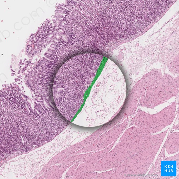 Lámina muscular de la mucosa (Lamina muscularis mucosae); Imagen: 