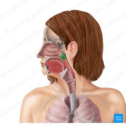 Nasopharynx (Pars nasalis pharyngis); Image: Begoña Rodriguez