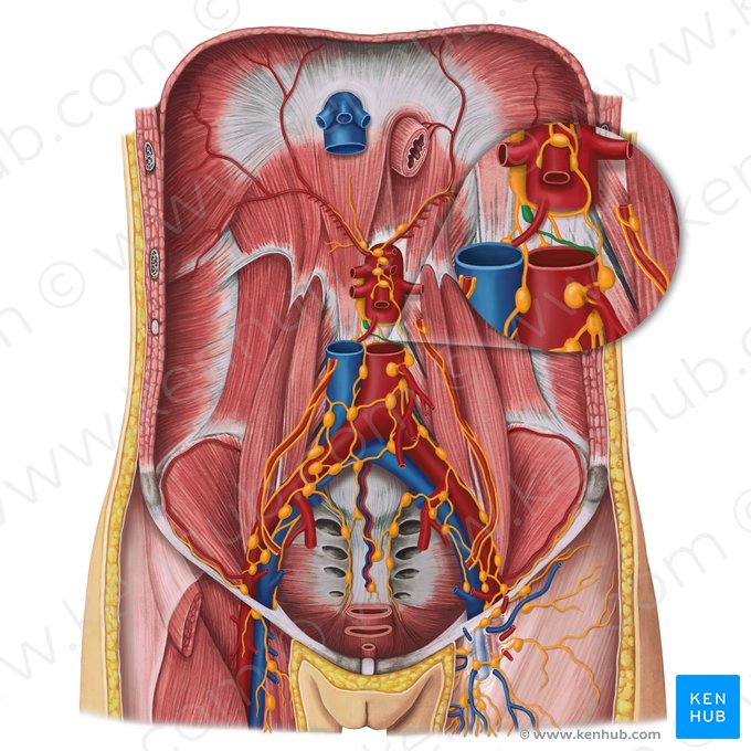 Left lumbar lymphatic trunk (Truncus lymphaticus lumbalis sinister); Image: Irina Münstermann