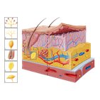 Receptores sensoriais