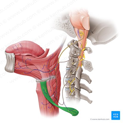 Musculus omohyoideus (Schulter-Zungenbeinmuskel); Bild: Paul Kim