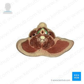 Thyroid cartilage (Cartilago thyroidea); Image: National Library of Medicine