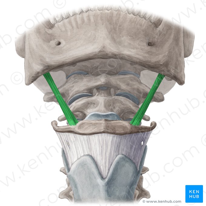 Músculo estilohioideo (Musculus stylohyoideus); Imagen: Yousun Koh