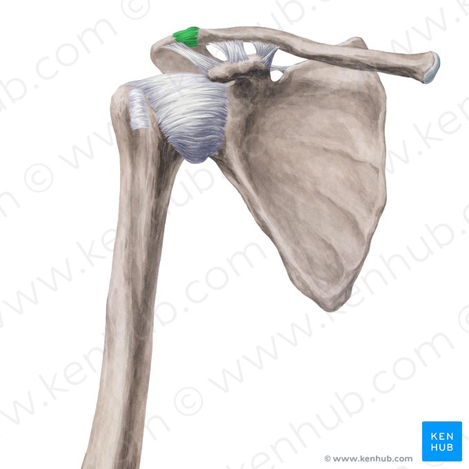 Acromioclavicular joint (Articulatio acromioclavicularis); Image: Yousun Koh