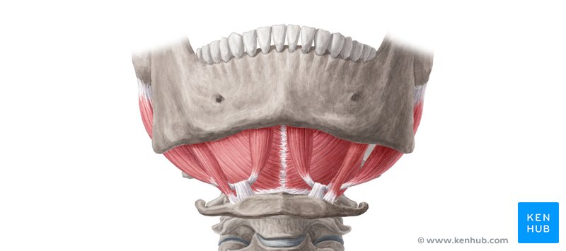 Suprahyoid muscles - anterior view