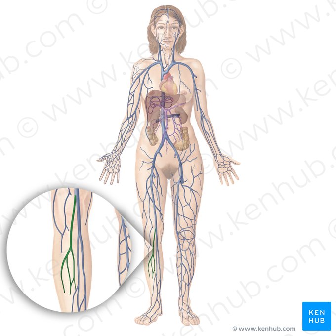 Small saphenous vein (Vena saphena parva); Image: Begoña Rodriguez