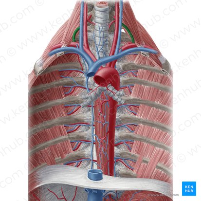 Tronco tirocervical (Truncus thyrocervicalis); Imagen: Yousun Koh