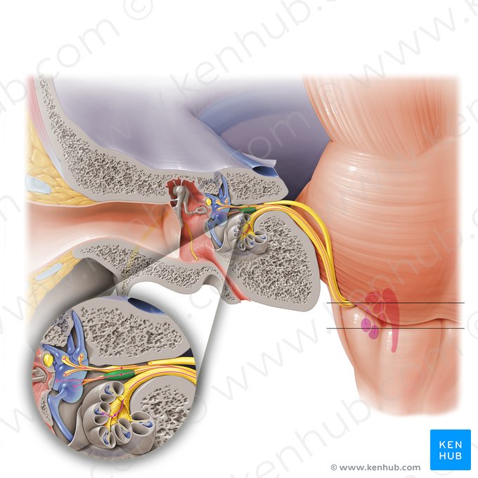 Porción inferior del ganglio vestibular (Pars inferior ganglii vestibularis); Imagen: Paul Kim