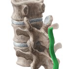 Supraspinous ligament