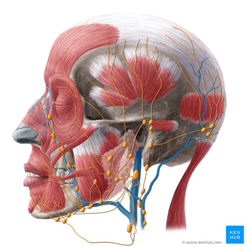Occipital lymph nodes: Anatomy and function | Kenhub