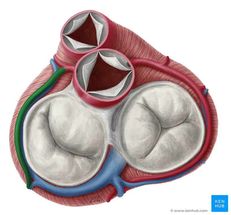 Circumflex artery (Arteria circumflexa)