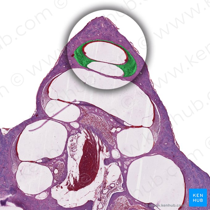 Espacio perilinfático (Spatium perilymphaticum); Imagen: 