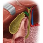 Ductus cysticus