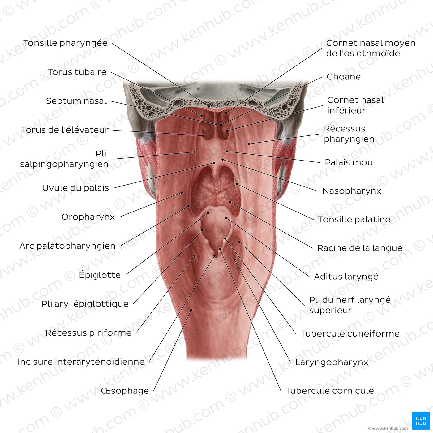 Figure 3. Pharyngeal mucosa