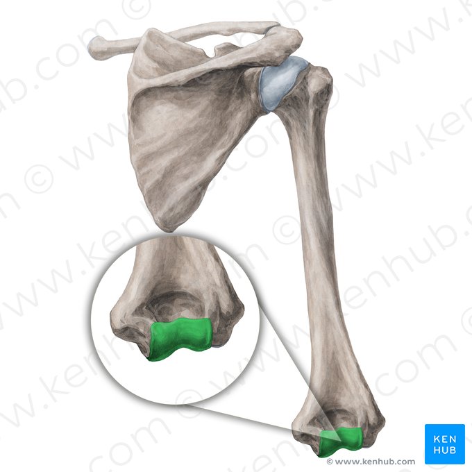 Trochlea of humerus (Trochlea humeri); Image: Yousun Koh