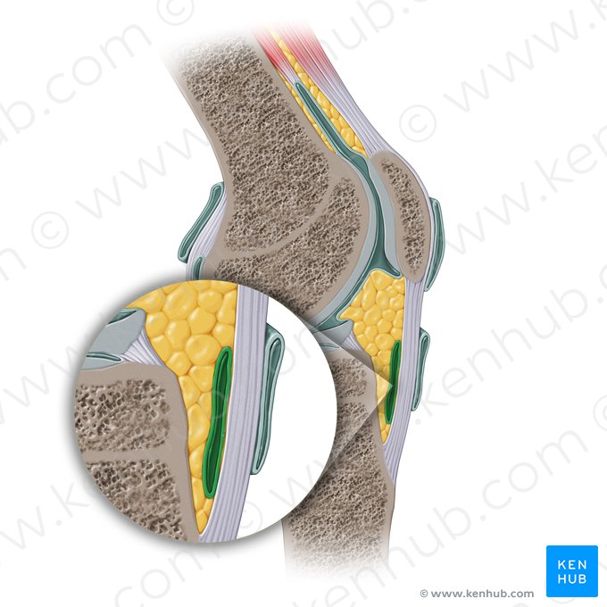 Bursa profunda infrapatelar (Bursa infrapatellaris profunda); Imagen: Paul Kim