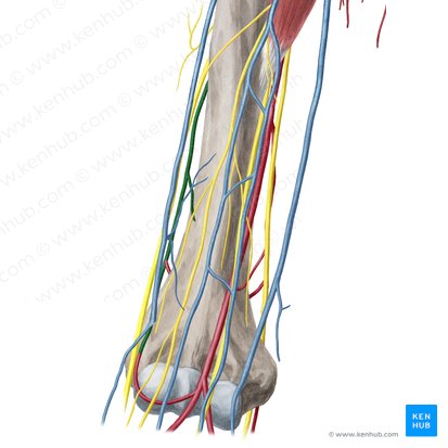 Artéria colateral radial (Arteria collateralis radialis); Imagem: Yousun Koh