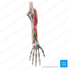 Músculo extensor curto do polegar (Musculus extensor pollicis brevis); Imagem: Yousun Koh