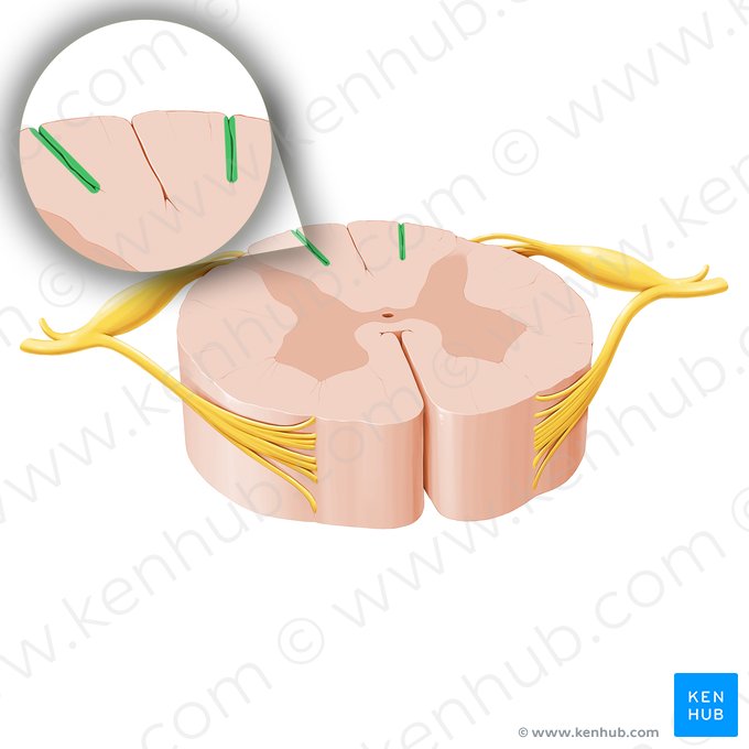 Sulco intermédio dorsal da medula espinal (Sulcus intermedius posterior medullae spinalis); Imagem: Paul Kim