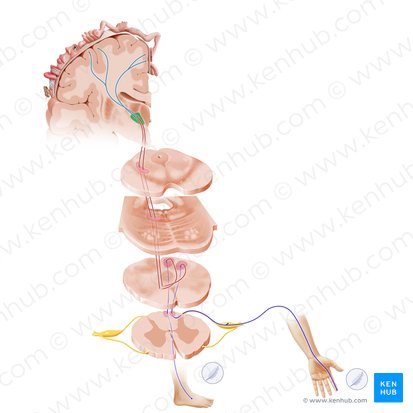 Ventral posterolateral nucleus (Nucleus ventralis posterolateralis); Image: Paul Kim