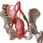 Internal iliac artery