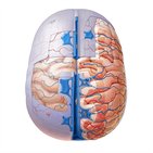 Meninges, ventrículos y vascularización del encéfalo