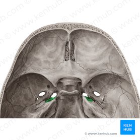 Impresión trigeminal del hueso temporal (Impressio trigeminalis ossis temporalis); Imagen: Yousun Koh