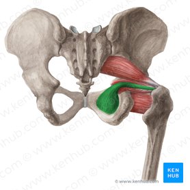 Músculo obturador interno (Musculus obturatorius internus); Imagen: Liene Znotina