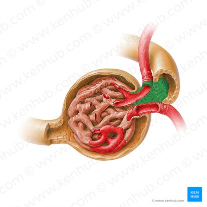 Aparato yuxtaglomerular (Complexus juxtaglomerularis); Imagen: Paul Kim