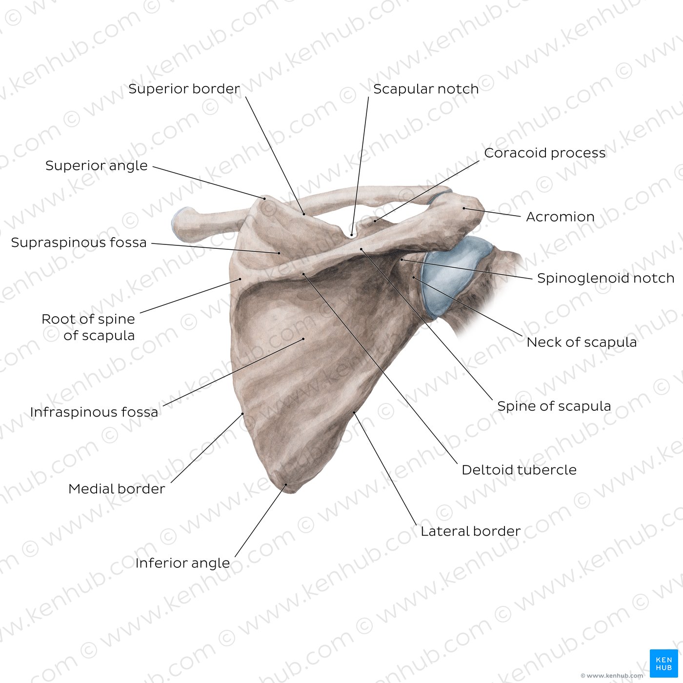 Scapula: Posterior view