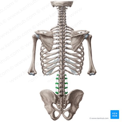 Transverse processes of vertebrae L1-L5 (Processus transversi vertebrarum L1-L5); Image: Yousun Koh