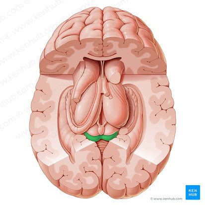 Inferior colliculus (Colliculus inferior); Image: Paul Kim