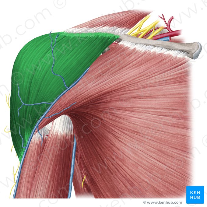 Músculo deltoide (Musculus deltoideus); Imagem: Yousun Koh