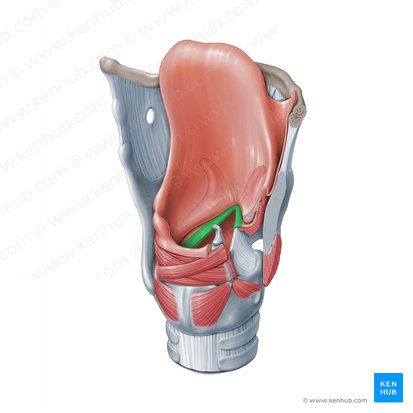 Vocal fold (Plica vocalis); Image: Paul Kim