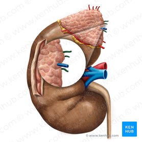 Middle suprarenal artery (Arteria suprarenalis media); Image: Irina Münstermann