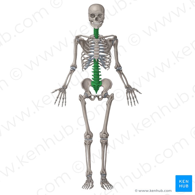 Coluna vertebral (Columna vertebralis); Imagem: Irina Münstermann