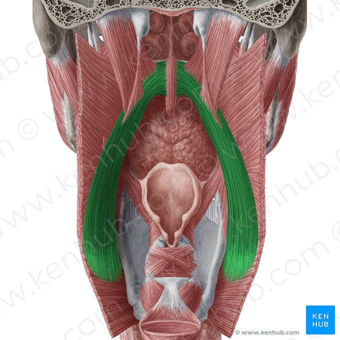 Músculo palatofaríngeo (Musculus palatopharyngeus); Imagem: Yousun Koh