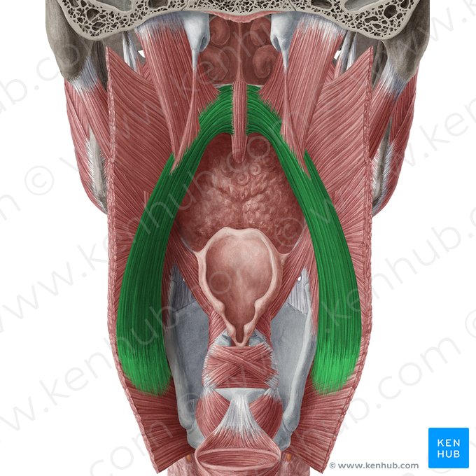 Músculo palatofaríngeo (Musculus palatopharyngeus); Imagem: Yousun Koh