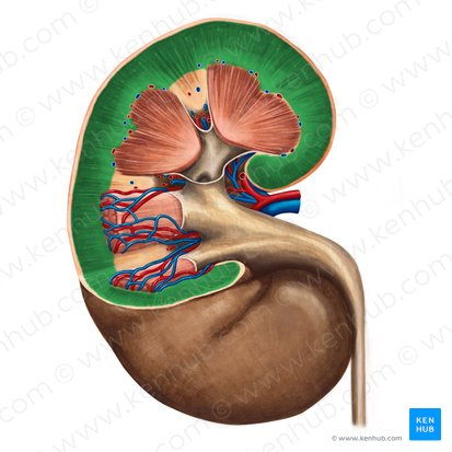 Renal cortex - Wikipedia