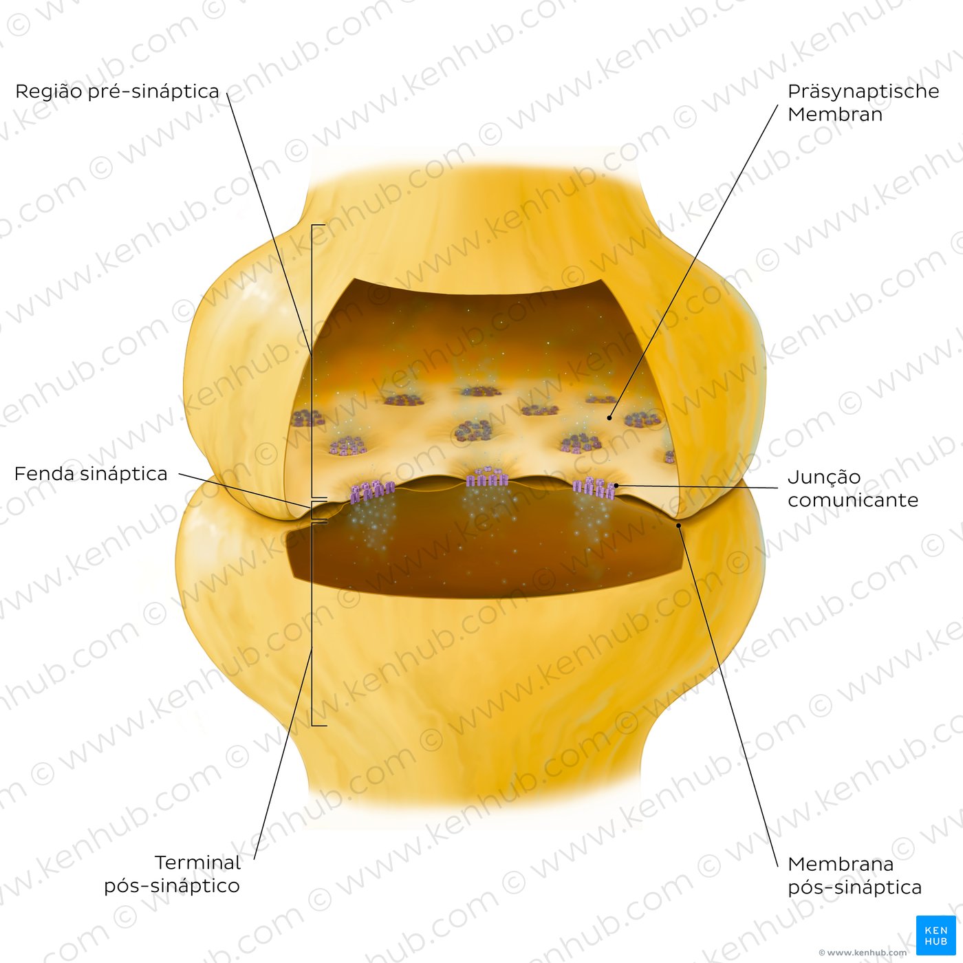 Key features of an electrical synapse