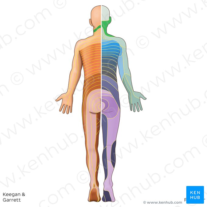 C3 dermatome (Dermatoma C3); Image: Irina Münstermann