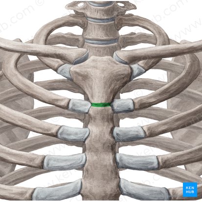Symphysis manubriosternalis (Schwertgriff-Symphyse); Bild: Yousun Koh