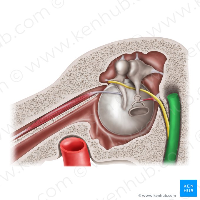 Facial nerve (Nervus facialis); Image: Mao Miyamoto