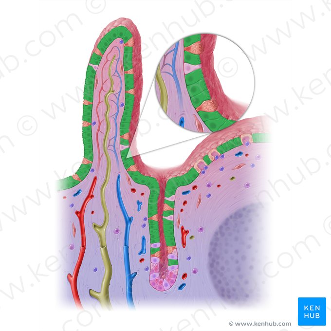 Enterocito (Enterocytus); Imagen: Paul Kim